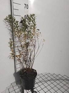 Spiraea billardii 50-60 cm cont. 3,0L