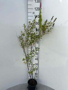 Spiraea billardii 60-80 cm cont. 2,0L