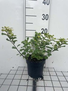 Spiraea betulifolia 'Tor Gold' geen maat specificatie cont. 1,3L - afbeelding 2