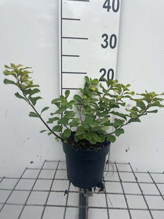 Spiraea betulifolia 'Tor Gold' geen maat specificatie cont. 1,3L - afbeelding 1