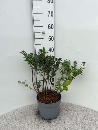 Spiraea betulifolia 'Tor' 30-40 cm cont. 5,0L