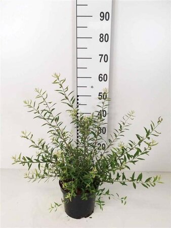 Spiraea cinerea 'Grefsheim' 40-50 cm cont. 3,0L - afbeelding 1