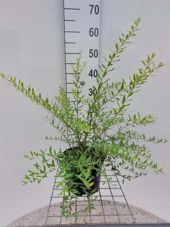 Spiraea cinerea 'Grefsheim' 40-50 cm cont. 3,0L - afbeelding 3