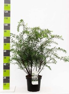 Spiraea cinerea 'Grefsheim' 80-100 cm cont. 7,5L