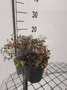 Spiraea decumbens geen maat specificatie cont. 3,0L