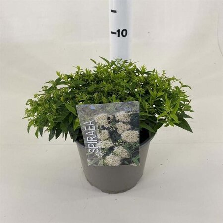 Spiraea jap. 'Albiflora' 25-30 cm cont. 3,0L - afbeelding 1