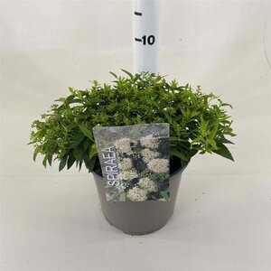 Spiraea jap. 'Albiflora' 25-30 cm cont. 3,0L - afbeelding 1