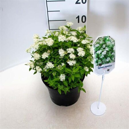 Spiraea jap. 'Albiflora' 25-30 cm cont. 3,0L - afbeelding 3