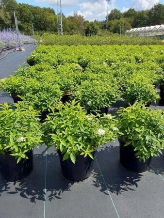 Spiraea jap. 'Albiflora' 30-40 cm cont. 3,0L - afbeelding 1