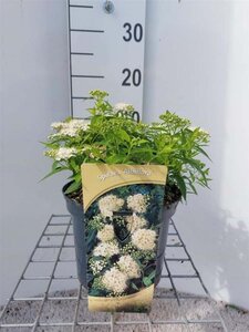 Spiraea jap. 'Albiflora' 30 cm cont. 3,0L