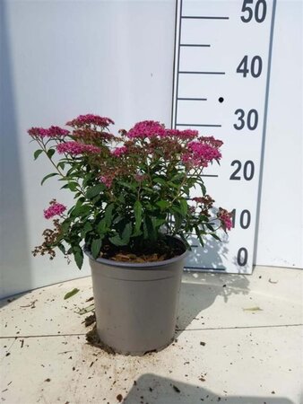 Spiraea jap. 'Anthony Waterer' 20-25 cm cont. 1,5L