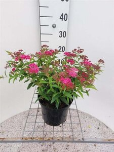 Spiraea jap. 'Anthony Waterer' 30-35 cm cont. 3,0L - afbeelding 2