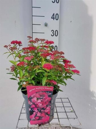 Spiraea jap. 'Anthony Waterer' 30-35 cm cont. 3,0L - afbeelding 1