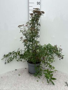 Spiraea jap. 'Anthony Waterer' 40-60 cm cont. 5,0L