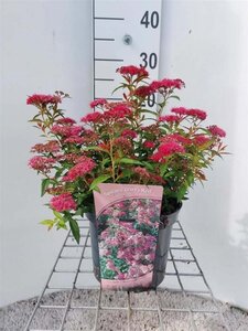 Spiraea jap. 'Dart's Red' 30-40 cm cont. 3,0L