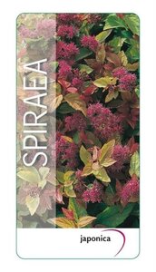 Spiraea jap. 'Firelight' 25-30 cm cont. 3,0L - afbeelding 1