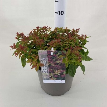 Spiraea jap. 'Firelight' 25-30 cm cont. 3,0L - afbeelding 2