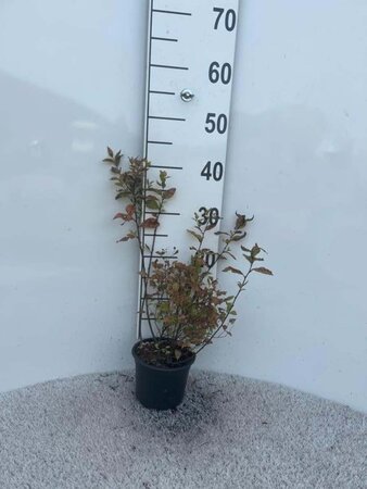 Spiraea jap. 'Firelight' 30-40 cm cont. 1,3L - afbeelding 2