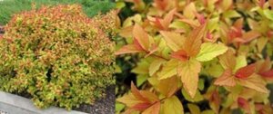 Spiraea jap. 'Firelight' 30-40 cm cont. 3,0L - afbeelding 1