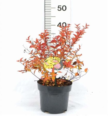 Spiraea jap. 'Firelight' 30-40 cm cont. 3,0L - afbeelding 2