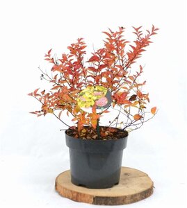 Spiraea jap. 'Firelight' 30-40 cm cont. 3,0L - afbeelding 3