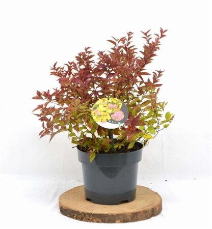 Spiraea jap. 'Firelight' 30-40 cm cont. 3,0L - afbeelding 4