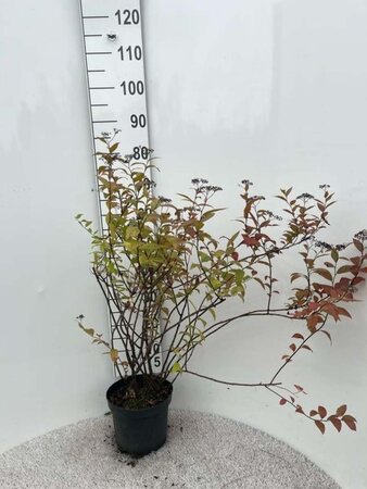 Spiraea jap. 'Froebelii' 60-80 cm cont. 5,0L