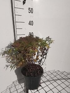 Spiraea jap. 'Genpei' 25-30 cm cont. 3,0L - afbeelding 3