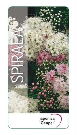 Spiraea jap. 'Genpei' 25-30 cm cont. 3,0L - afbeelding 2