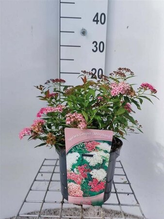 Spiraea jap. 'Genpei' 30-35 cm cont. 3,0L - afbeelding 1