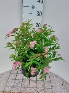 Spiraea jap. 'Genpei' 30-35 cm cont. 3,0L - afbeelding 2