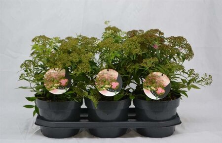 Spiraea jap. 'Genpei' 30-40 cm cont. 3,0L - afbeelding 6