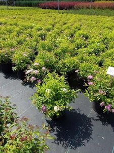 Spiraea jap. 'Genpei' 30-40 cm cont. 3,0L - afbeelding 5