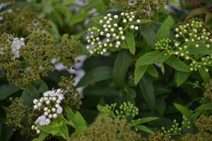 Spiraea jap. 'Genpei' 30-40 cm cont. 3,0L - afbeelding 7