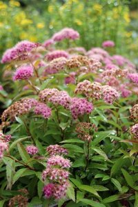 Spiraea jap. 'Genpei' 30-40 cm cont. 3,0L - afbeelding 1