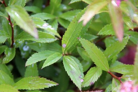 Spiraea jap. 'Genpei' 30-40 cm cont. 3,0L - afbeelding 2