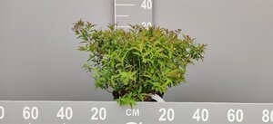 Spiraea jap. 'Genpei' 30-40 cm cont. 3,0L - afbeelding 4