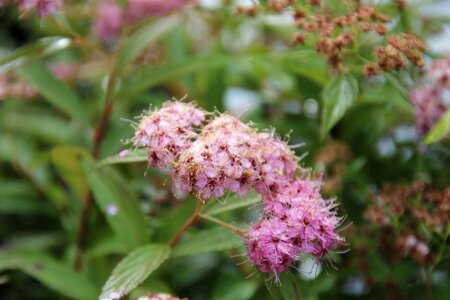 Spiraea jap. 'Genpei' 30-40 cm cont. 3,0L - afbeelding 3