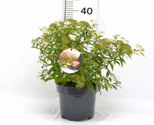 Spiraea jap. 'Genpei' 30-40 cm cont. 3,0L - afbeelding 8