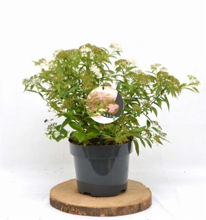 Spiraea jap. 'Genpei' 30-40 cm cont. 3,0L - afbeelding 9