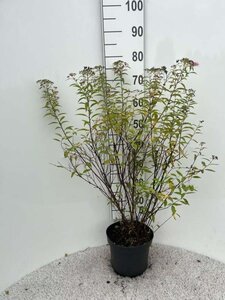 Spiraea jap. 'Genpei' 60-80 cm cont. 5,0L