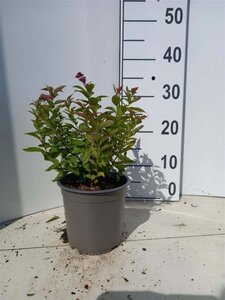 Spiraea jap. 'Goldflame' 20-25 cm cont. 1,5L