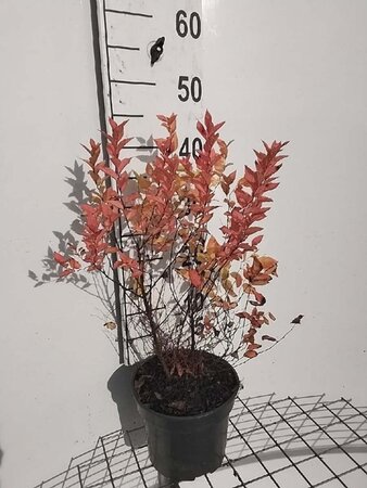 Spiraea jap. 'Goldflame' 30-40 cm cont. 3,0L - afbeelding 2