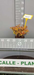 Spiraea jap. 'Goldflame' 30-40 cm cont. 3,0L - afbeelding 1