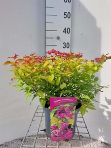 Spiraea jap. 'Goldflame' 30 cm cont. 3,0L - afbeelding 1