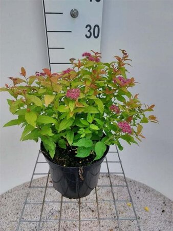 Spiraea jap. 'Goldflame' 30 cm cont. 3,0L - afbeelding 2