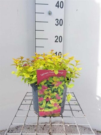 Spiraea jap. 'Goldmound' 30 cm cont. 3,0L - afbeelding 1