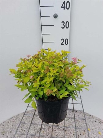 Spiraea jap. 'Goldmound' 30 cm cont. 3,0L - afbeelding 2