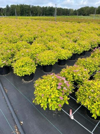 Spiraea jap. 'Golden Princess' 25-30 cm cont. 3,0L - afbeelding 1