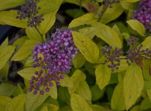 Spiraea jap. 'Golden Princess' 25-30 cm cont. 3,0L - afbeelding 4